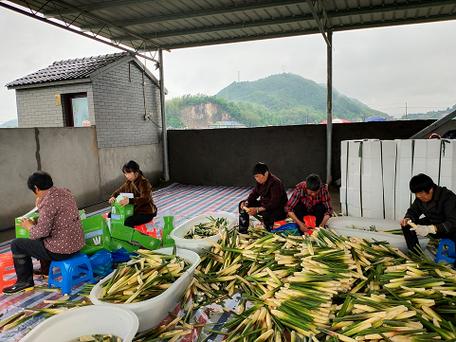 落实中办国办意见全面试行食用农产品合格证